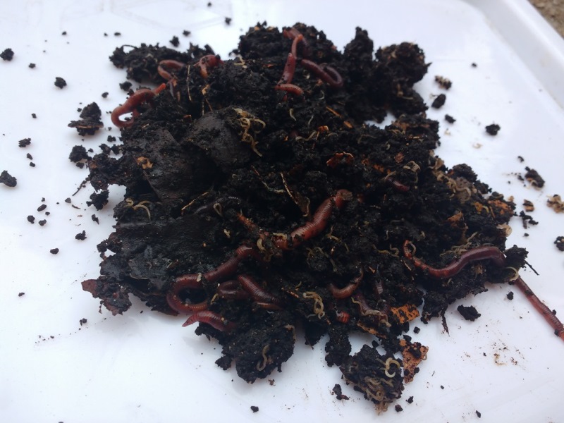 red wrigglers - compost kit